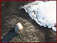 Eingefrorene Muschel