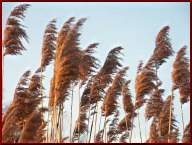 Moritzburger Teichlandschaft